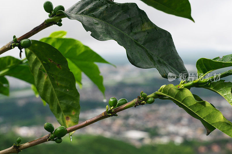 阿拉比卡咖啡树(Coffea arabica)枝干上结着绿色的咖啡果实，位于哥伦比亚咖啡区附近的佩雷拉市。